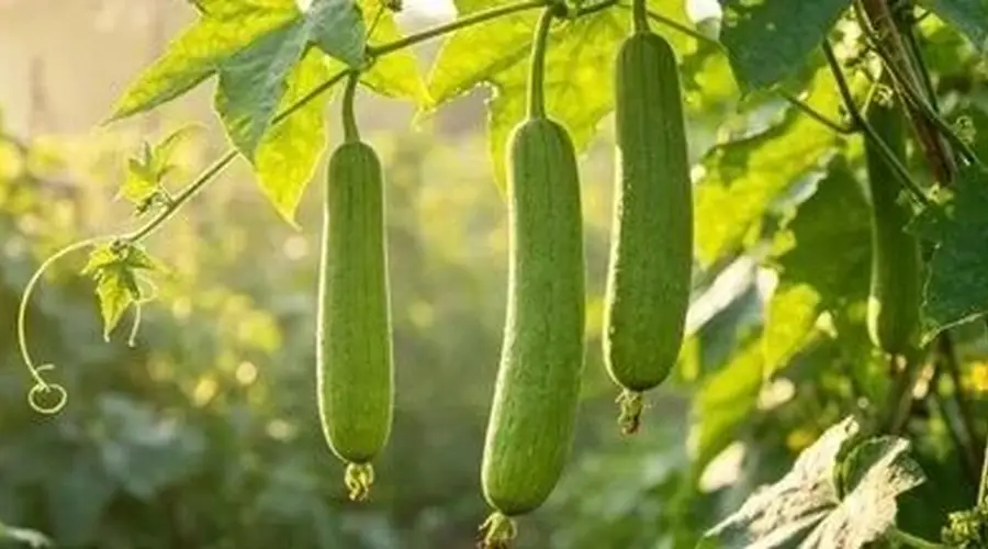 丝瓜大量上市 夏季吃需留意两点