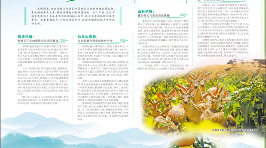 屈家岭五千年前古稻遗存引客增长 稻作文旅场景激活新生机
