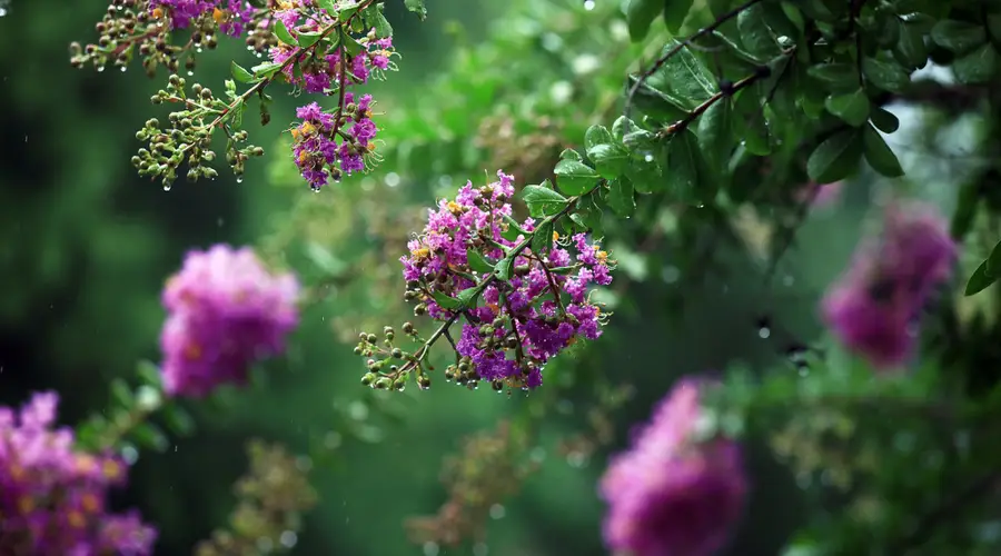 立秋节气至 梧桐落影紫薇盛放迎秋意