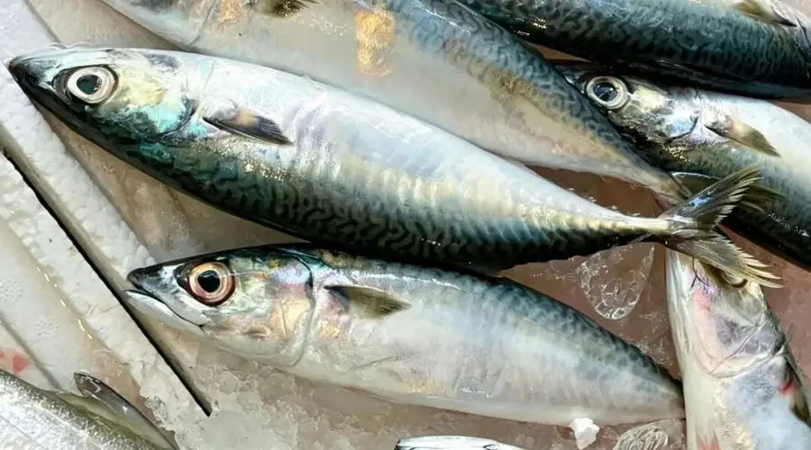 潮汕鱼饭:一碟盐水海鱼,藏着乡愁味道