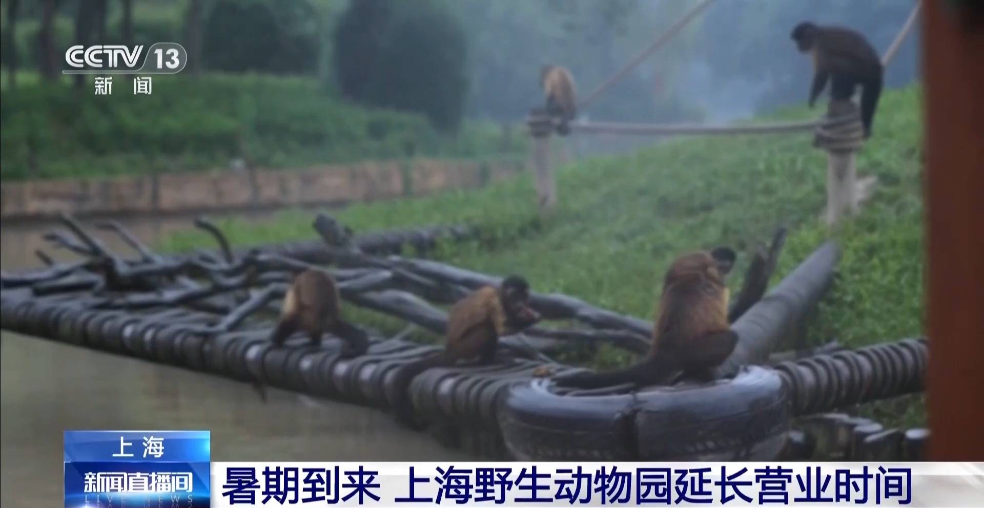 暑期到来，上海野生动物园延长营业时间至晚上九点